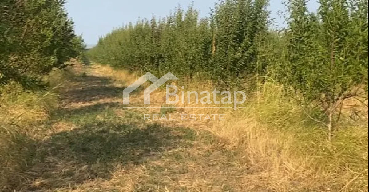 Satılır torpaq 412 sot, Şabran rayonu — Torpaq, Bakı (5)