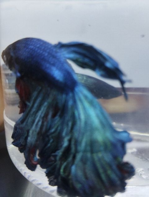 Betta balığı — Bakı