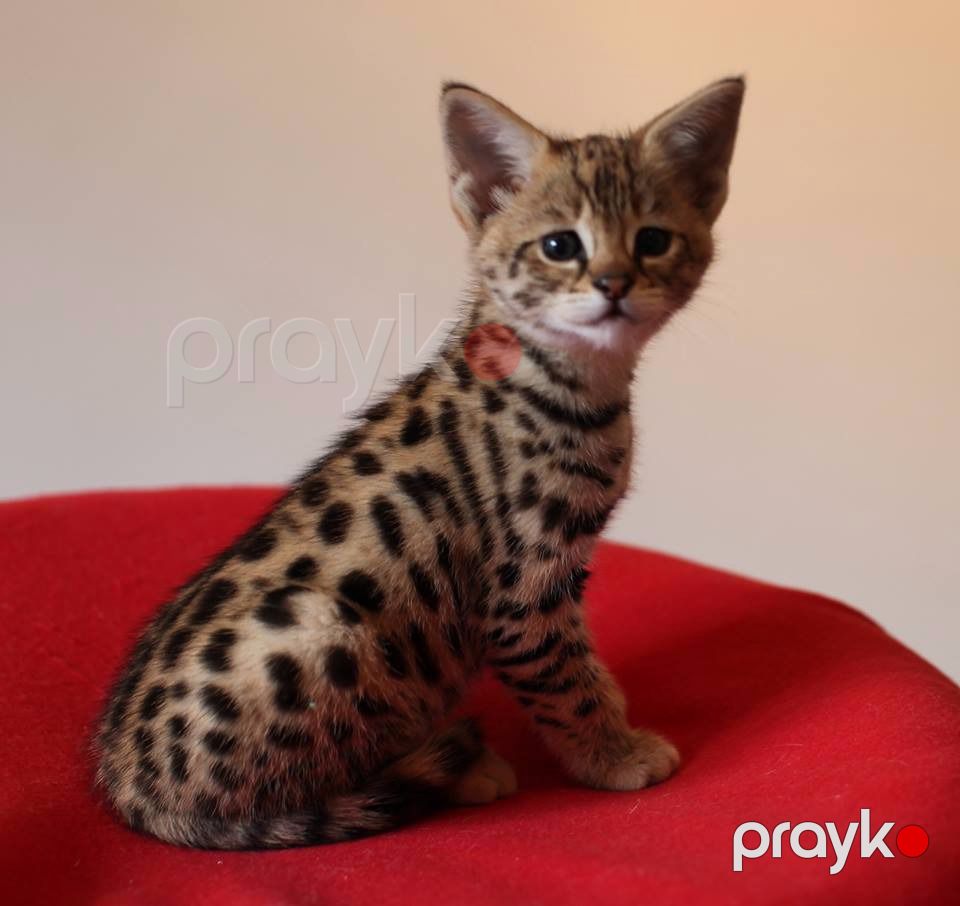 Savannah F5 balaları mövcuddur — Bengal, Bakı (3)