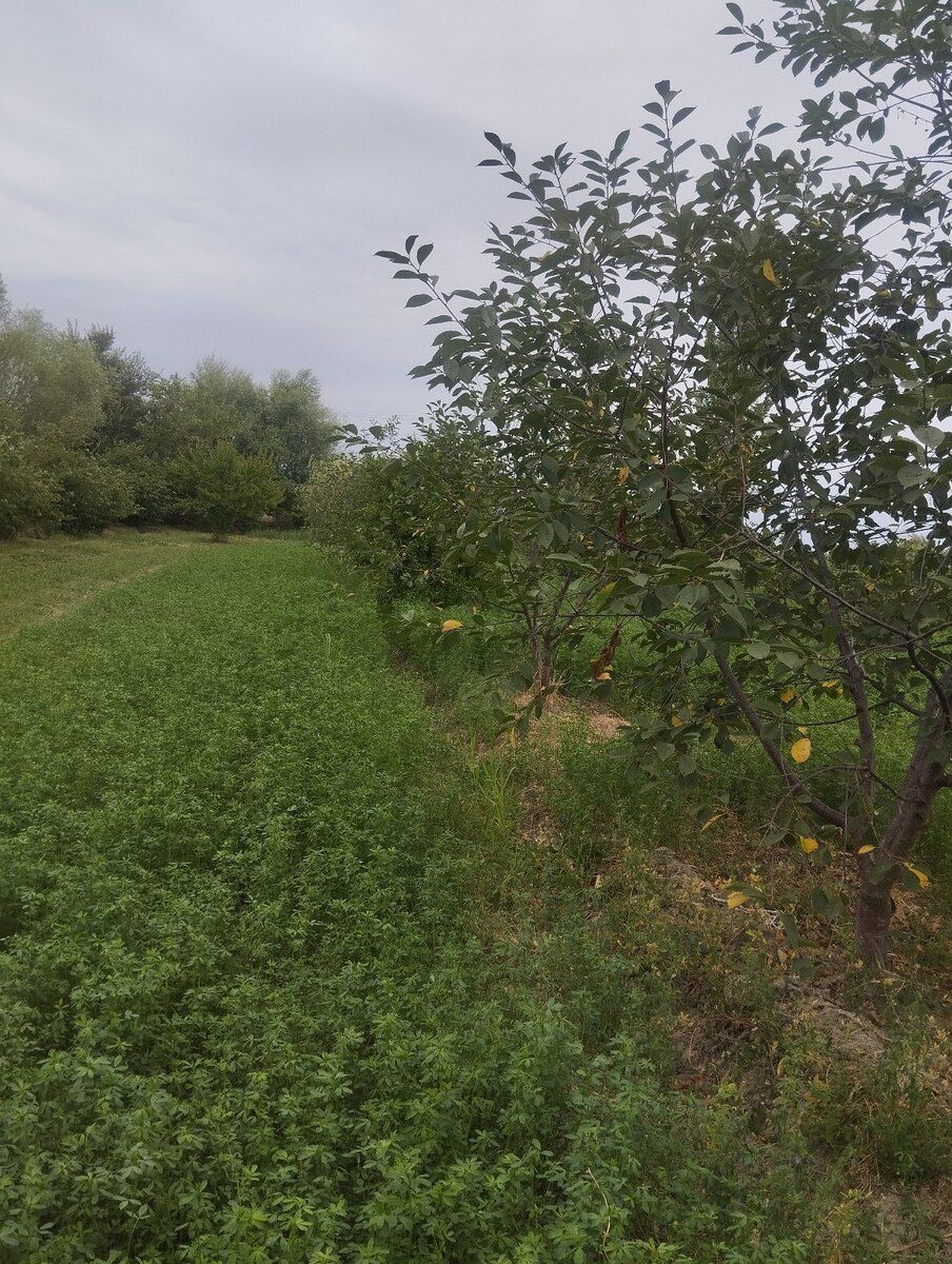 1.57 sot torpaq sahəsi, Xaçmaz r — Torpaq, Xaçmaz (9)