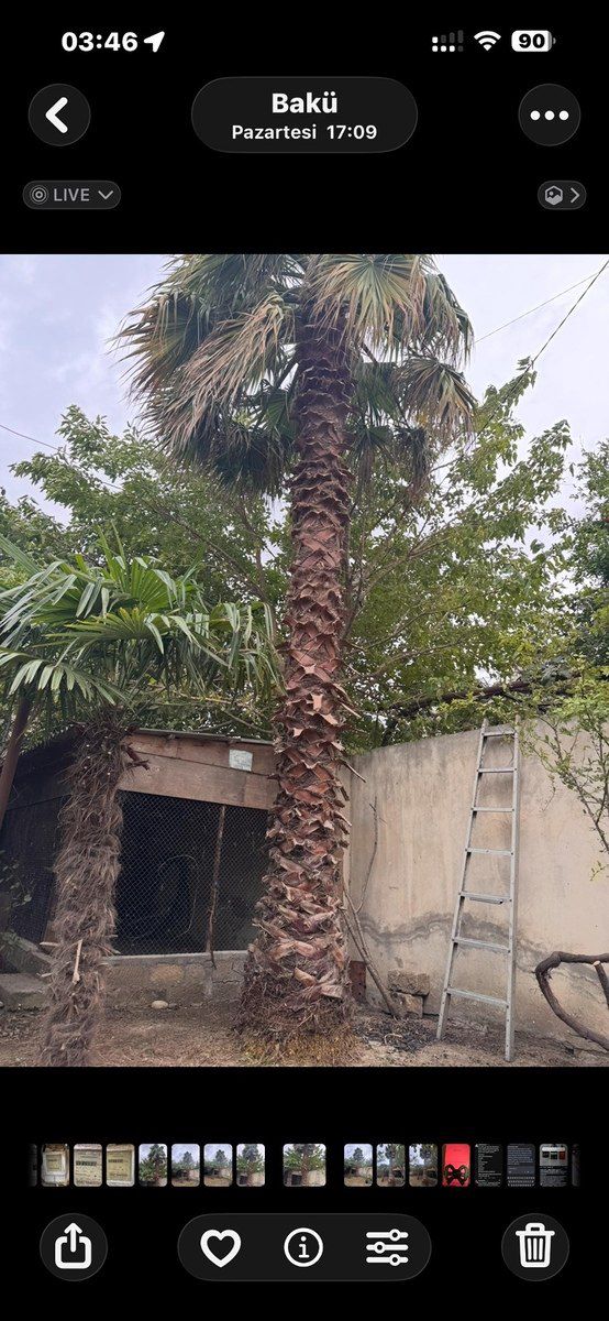 Palma ağacı — Bitkilər, Bakı (5)