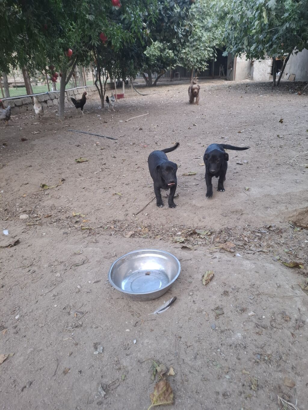 2 ay, Erkək, Peyvəndli, Ünvandan götürmə — Köpəklər, Digah (2)