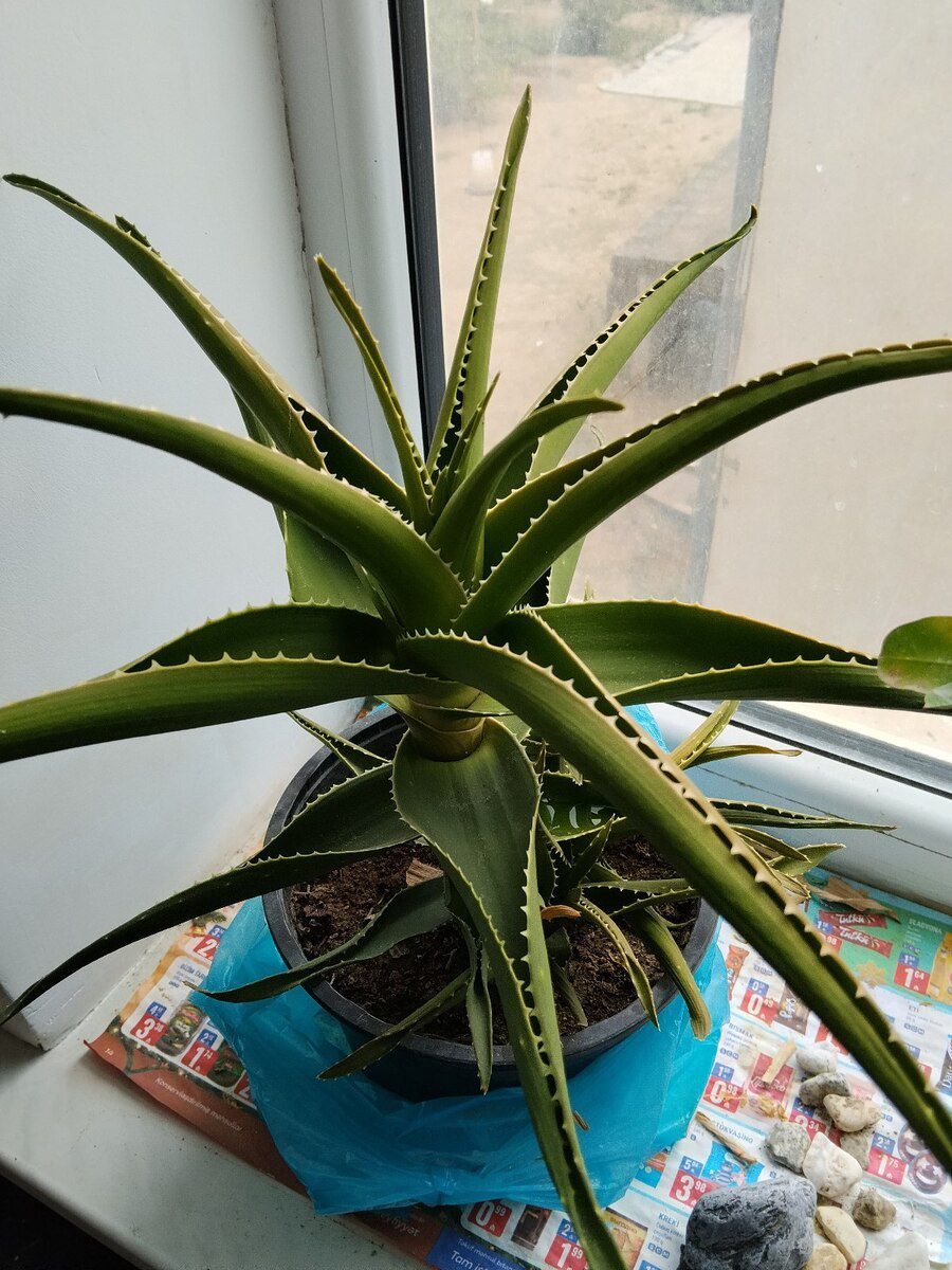 Aloe gülü — Bitkilər, Bakı (2)