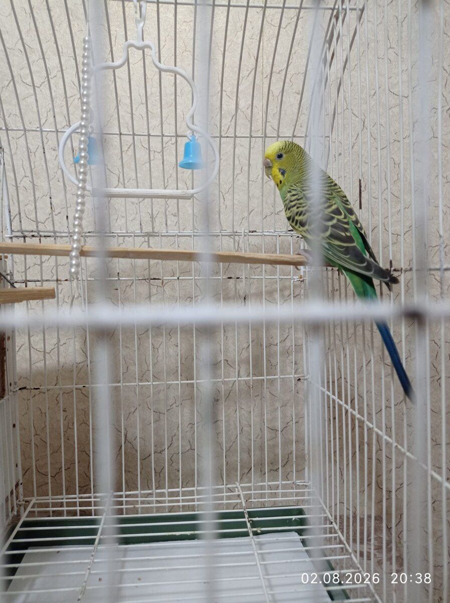 Məhəbbət qușu — Quşlar, Bakı (3)