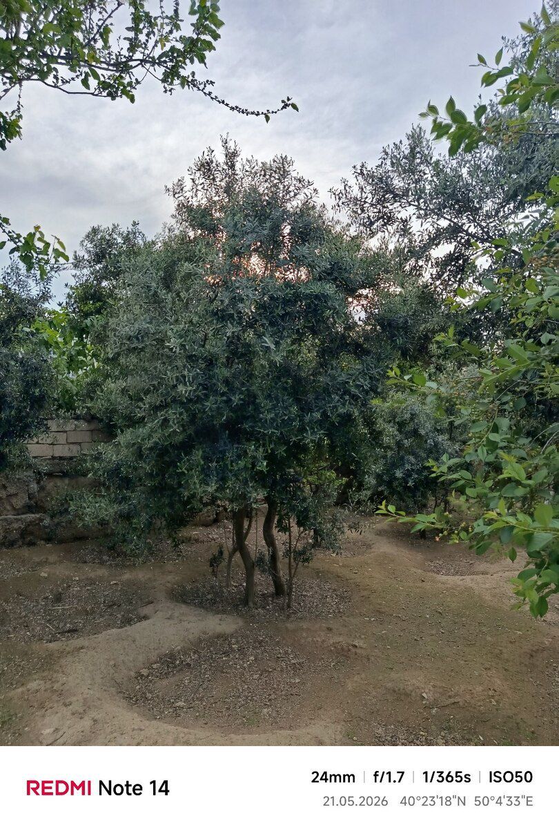 Zeytun ağacı — Bitkilər, Bakı (3)