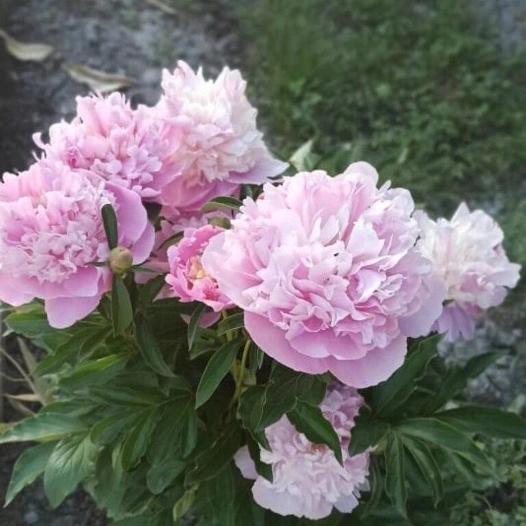 Pion gülü — Bitkilər, Bakı (2)