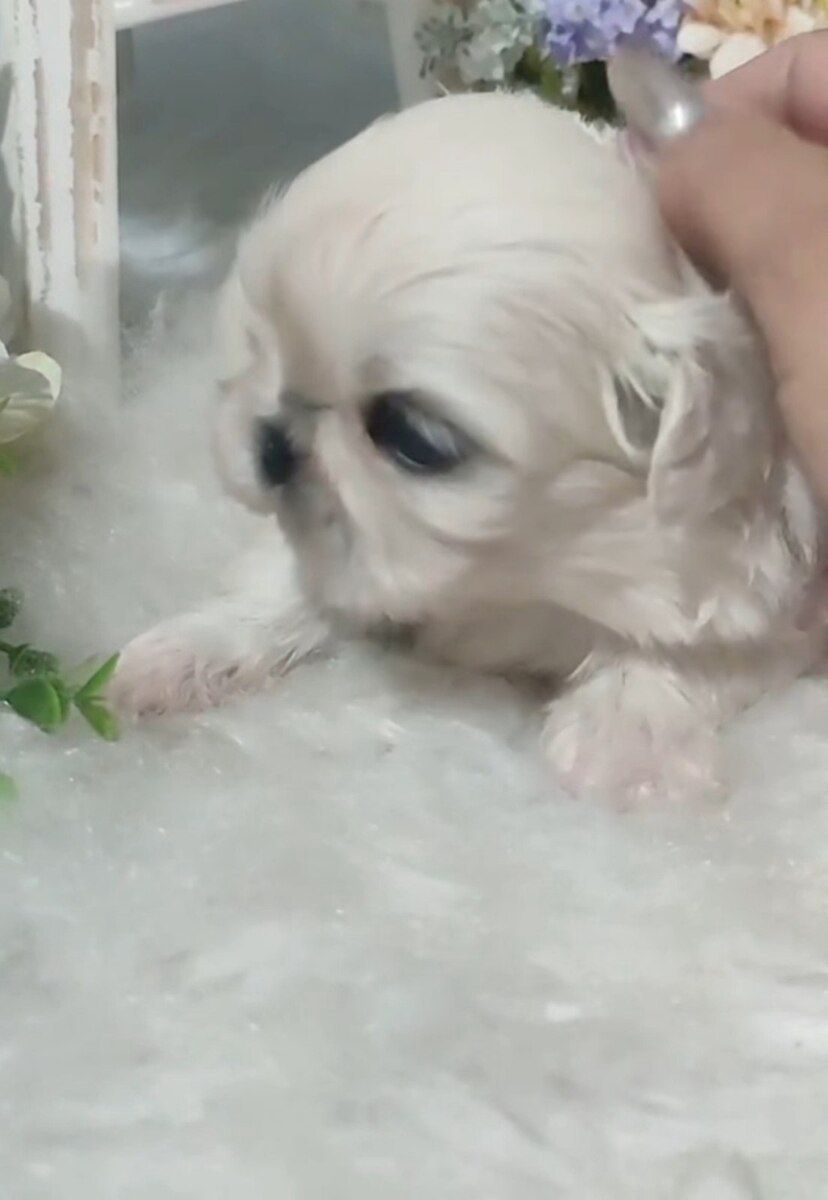 Pekines — Köpəklər, Bakı