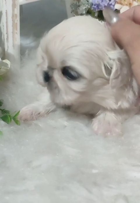 Pekines — 300 ₼ · Bakı · Köpəklər Pekines — Bakı