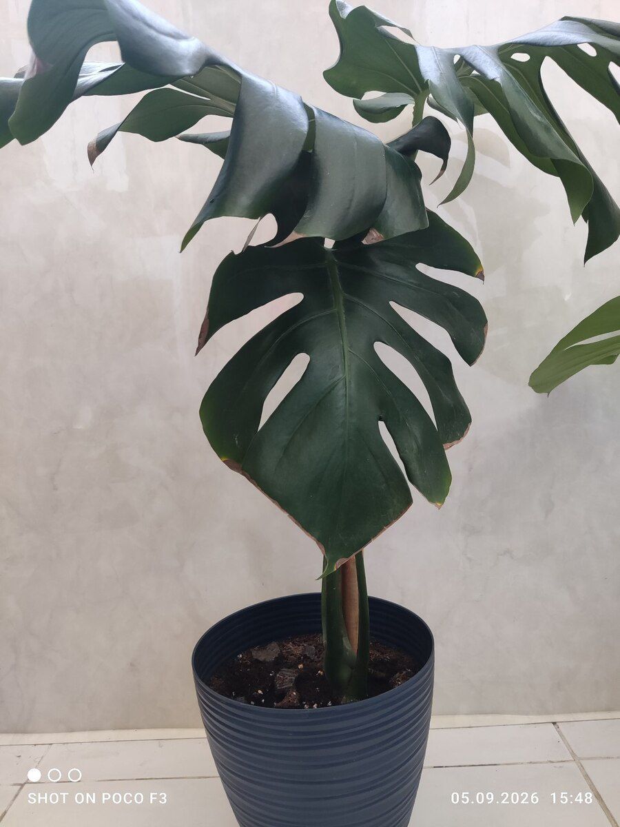 Monstera bitkisi — Bitkilər, Bakı (3)