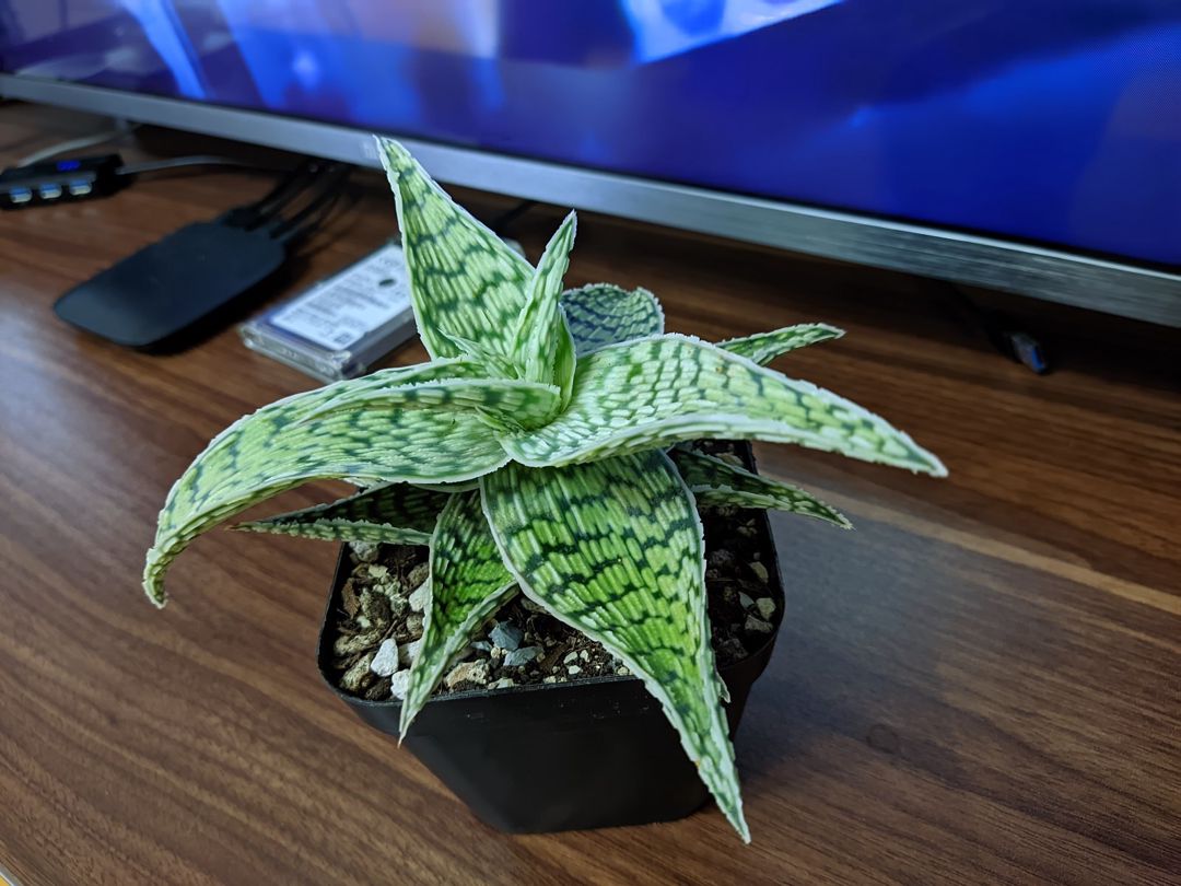 Ağ aloe — Bitkilər, Sumqayıt (2)