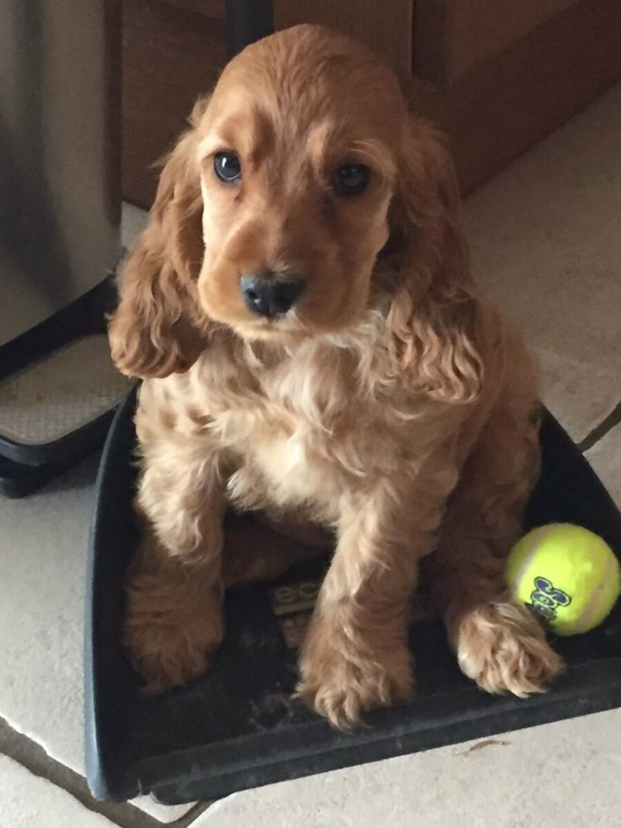 Koker Spaniel — Köpəklər, Bakı (2)