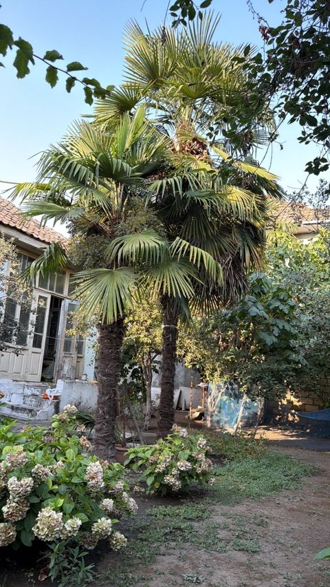 Palma ağacı — 600 ₼ · Lənkəran · Bitkilər Palma ağacı — Lənkəran