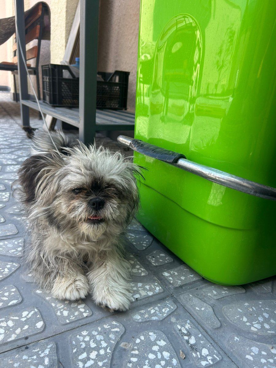 Pekines — Köpəklər, Bakı (4)
