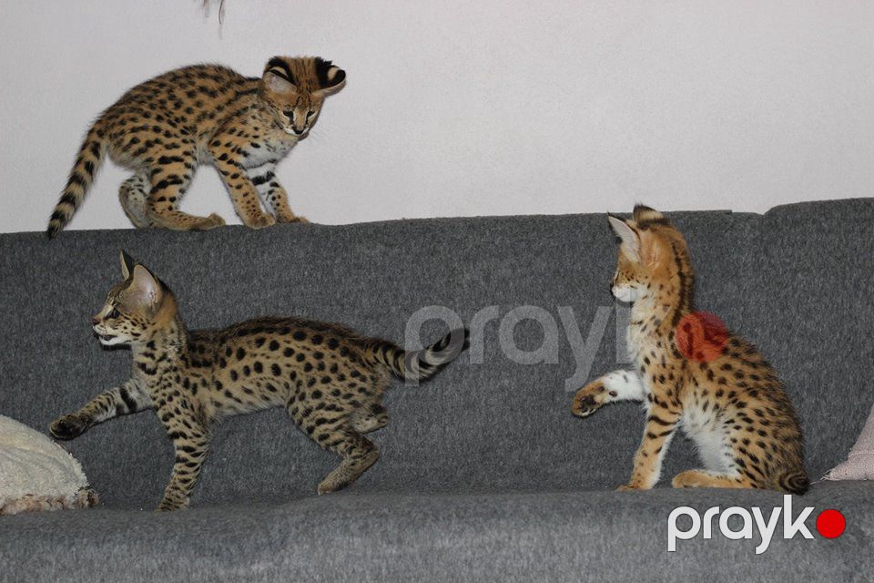 Savannah F5 balaları mövcuddur — Bengal, Bakı (2)