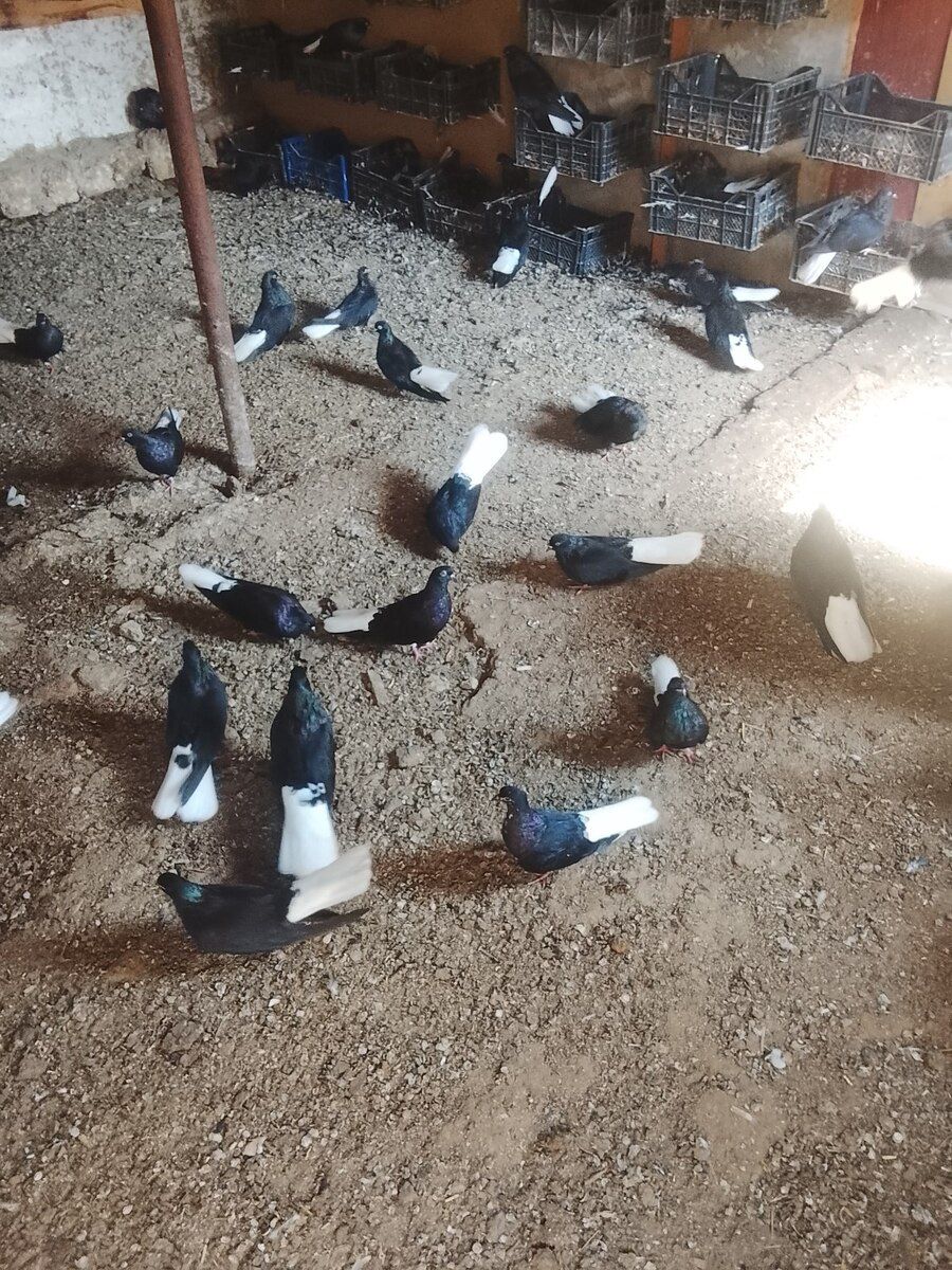 Göyərçinlər — Quşlar, Bakı (2)