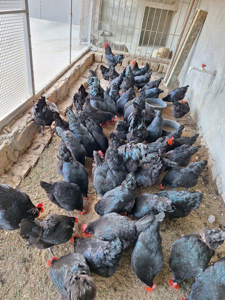Mayalı avstralorp toyuğu yumurtası — Quşlar, Bakı (2)