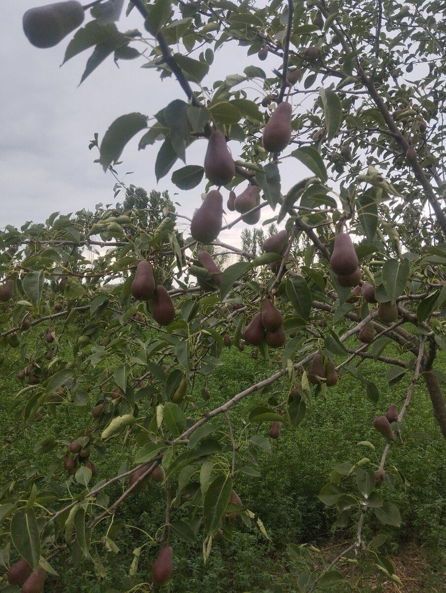 1.57 sot torpaq sahəsi, Xaçmaz r — Torpaq, Xaçmaz (10)