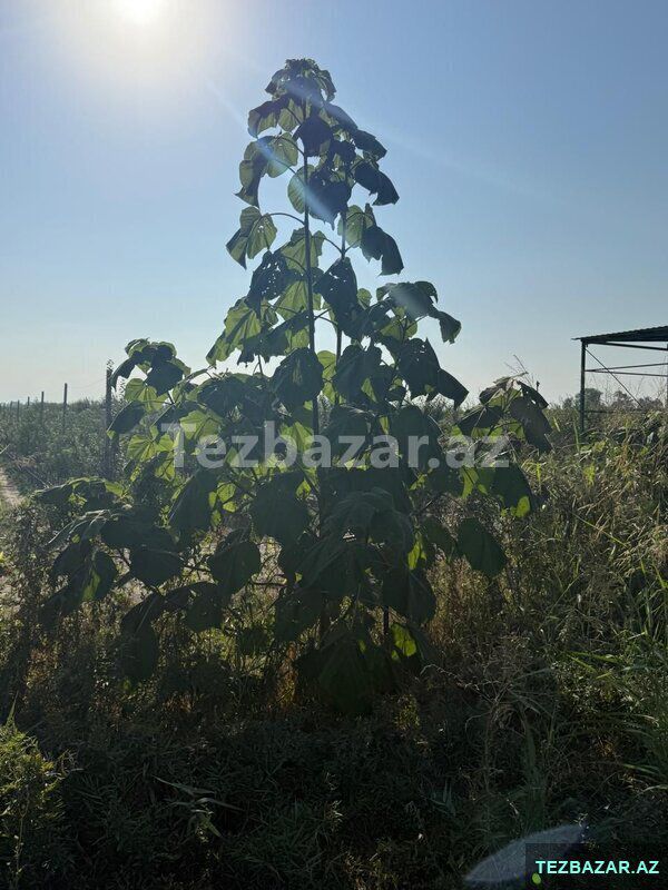 Xaçmaz rayon yergüc kəndində — Torpaq, Xaçmaz (9)