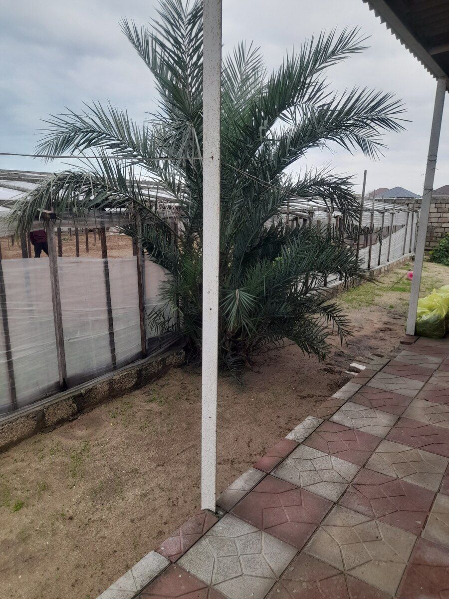 Palma — Bitkilər, Bakı (2)
