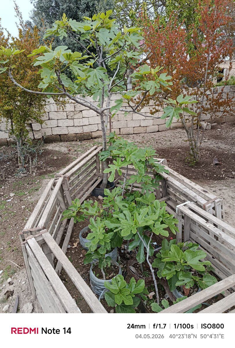 Qara əncir — Bitkilər, Bakı