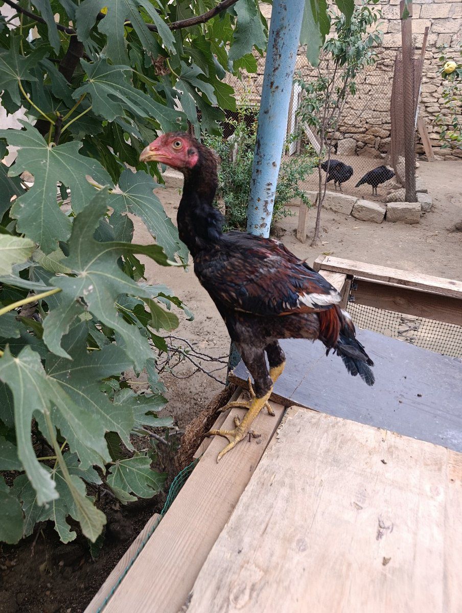 Heyratı ev quşları — Quşlar, Bakı (7)