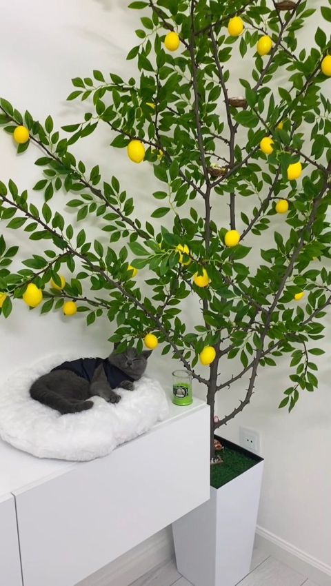 Süni limon ağacı — Bakı