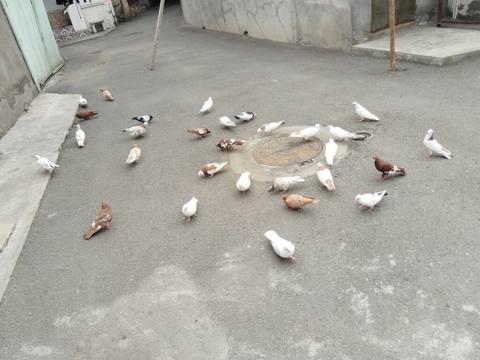Quşlar satılır 29 quş gəncə 0559454515 — 140 ₼ · Gəncə · Göyərçin Quşlar satılır 29 quş gəncə 0559454515 — Gəncə