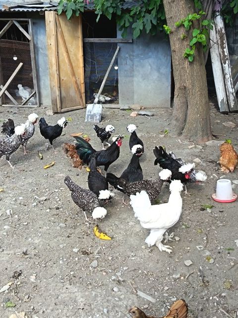 Toyuqlar — 40 ₼ · Şəki · Quşlar Toyuqlar — Şəki