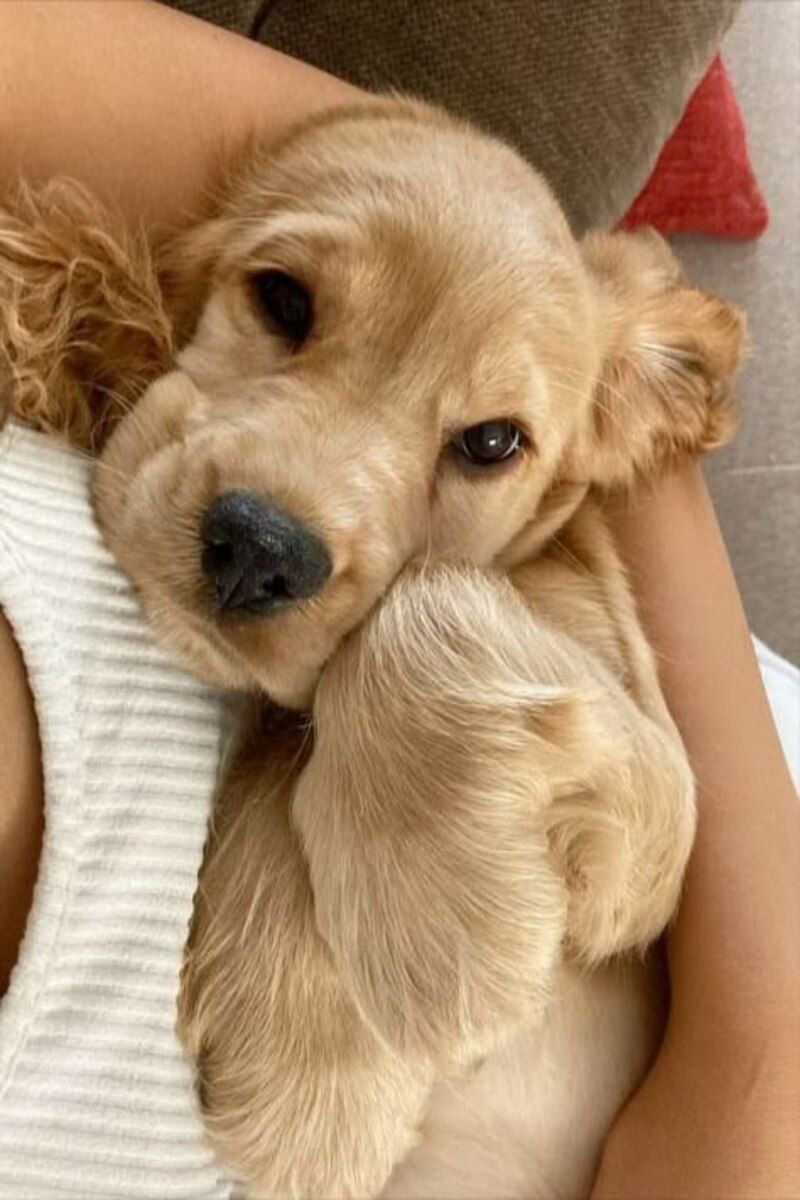 Koker spaniel — Köpəklər, Bakı (4)