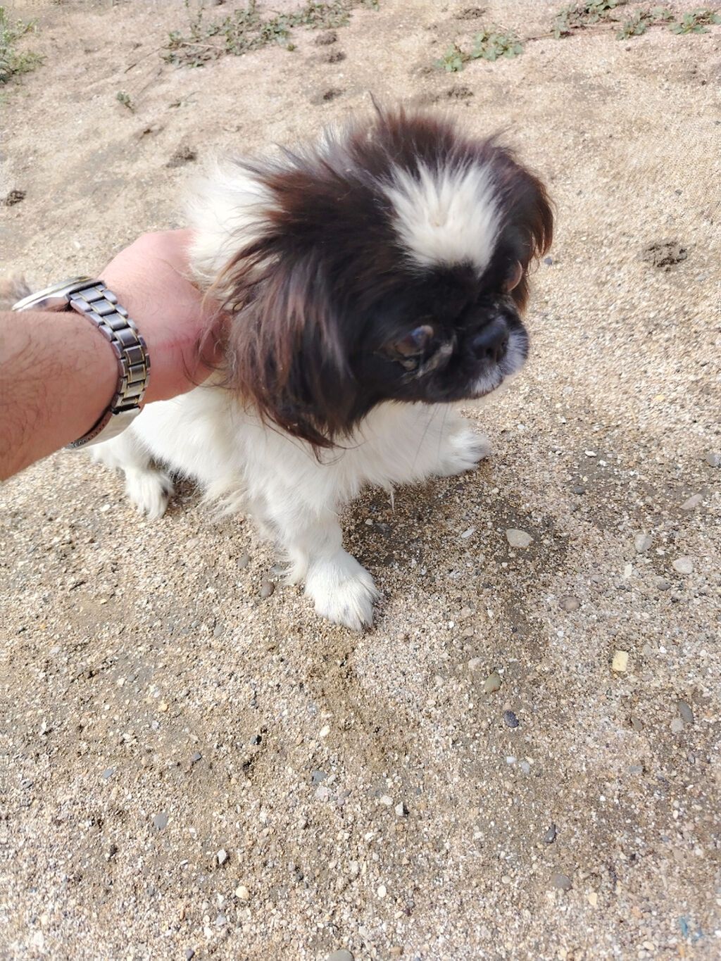 Dişi pekines — Köpəklər, Bakı (2)