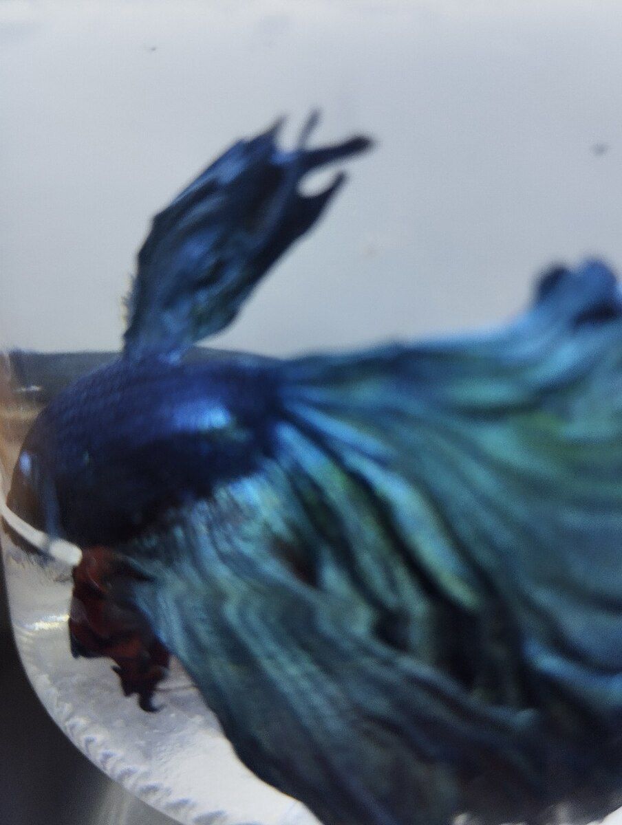 Betta balığı — Akvariumlar və balıqlar, Bakı (3)