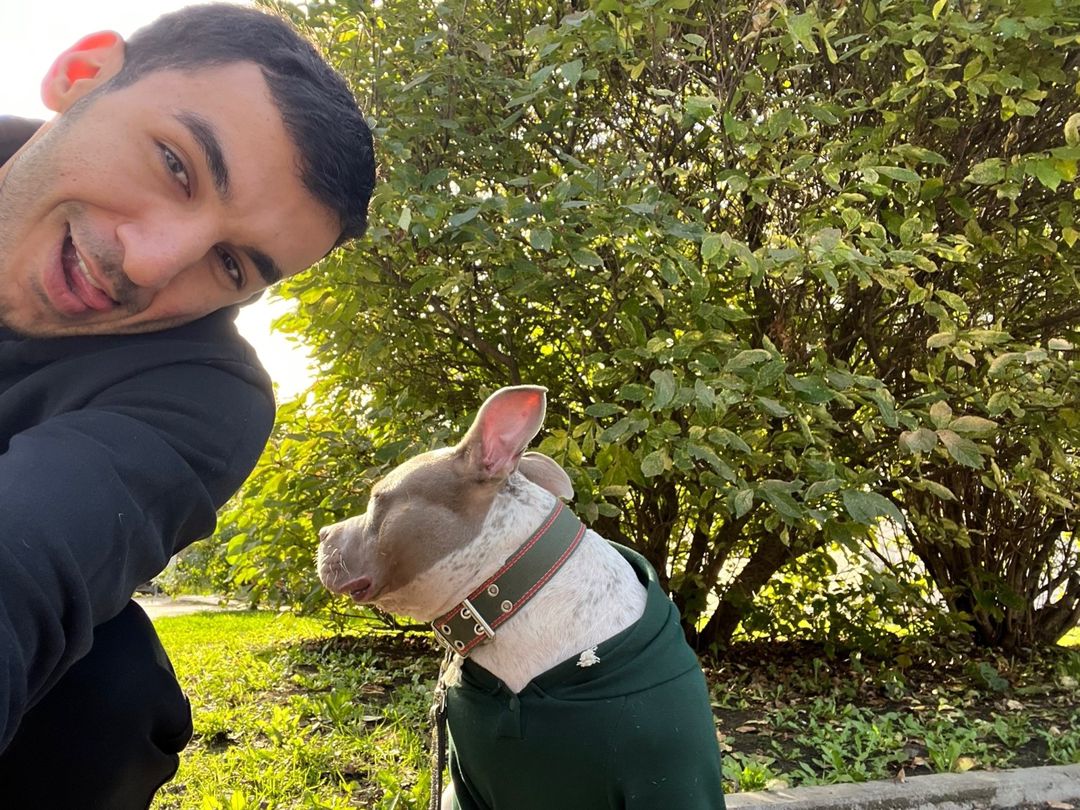American Bully (standard) — Köpəklər, Bakı (5)