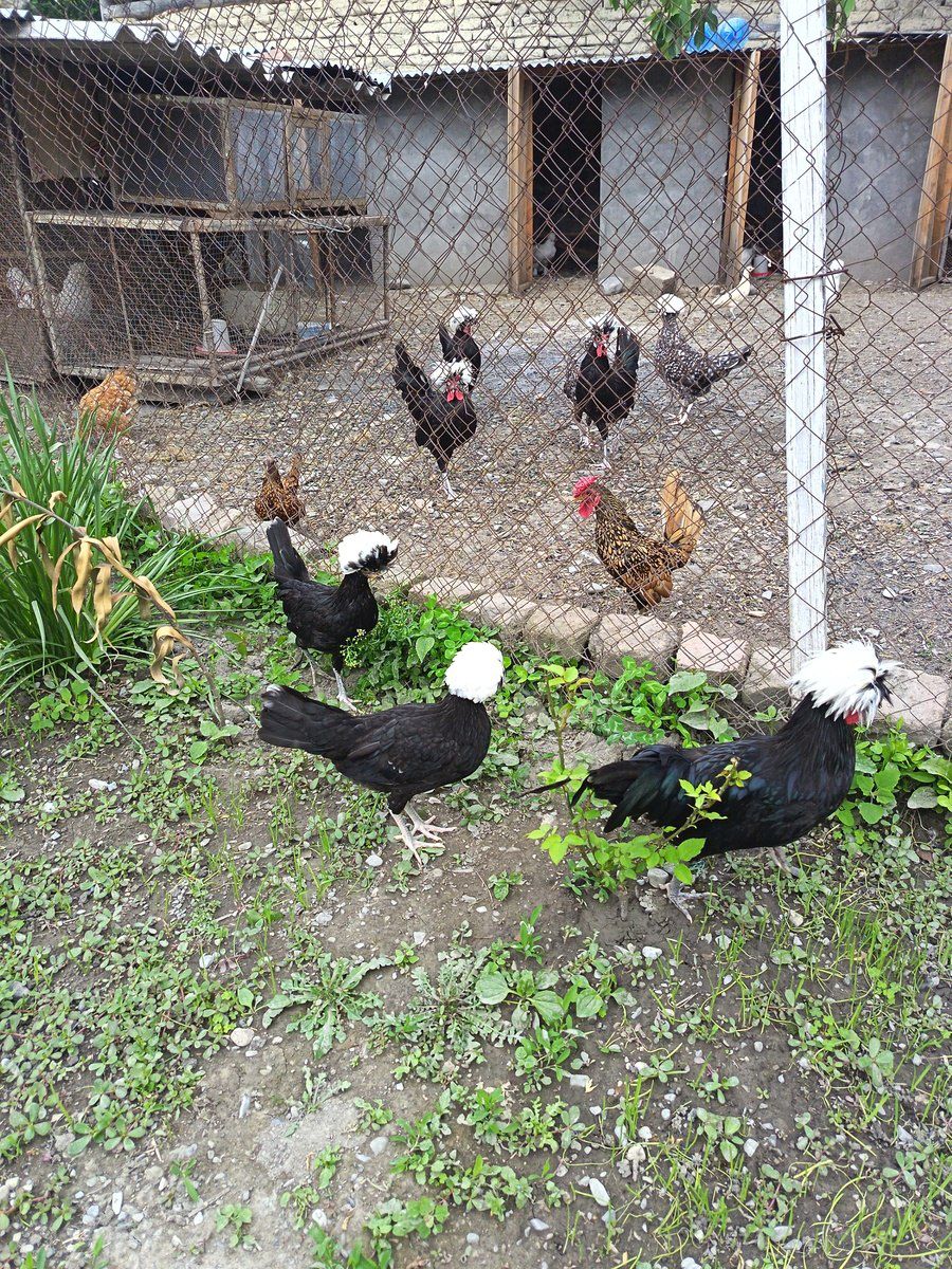 Toyuqlar — Quşlar, Şəki (10)