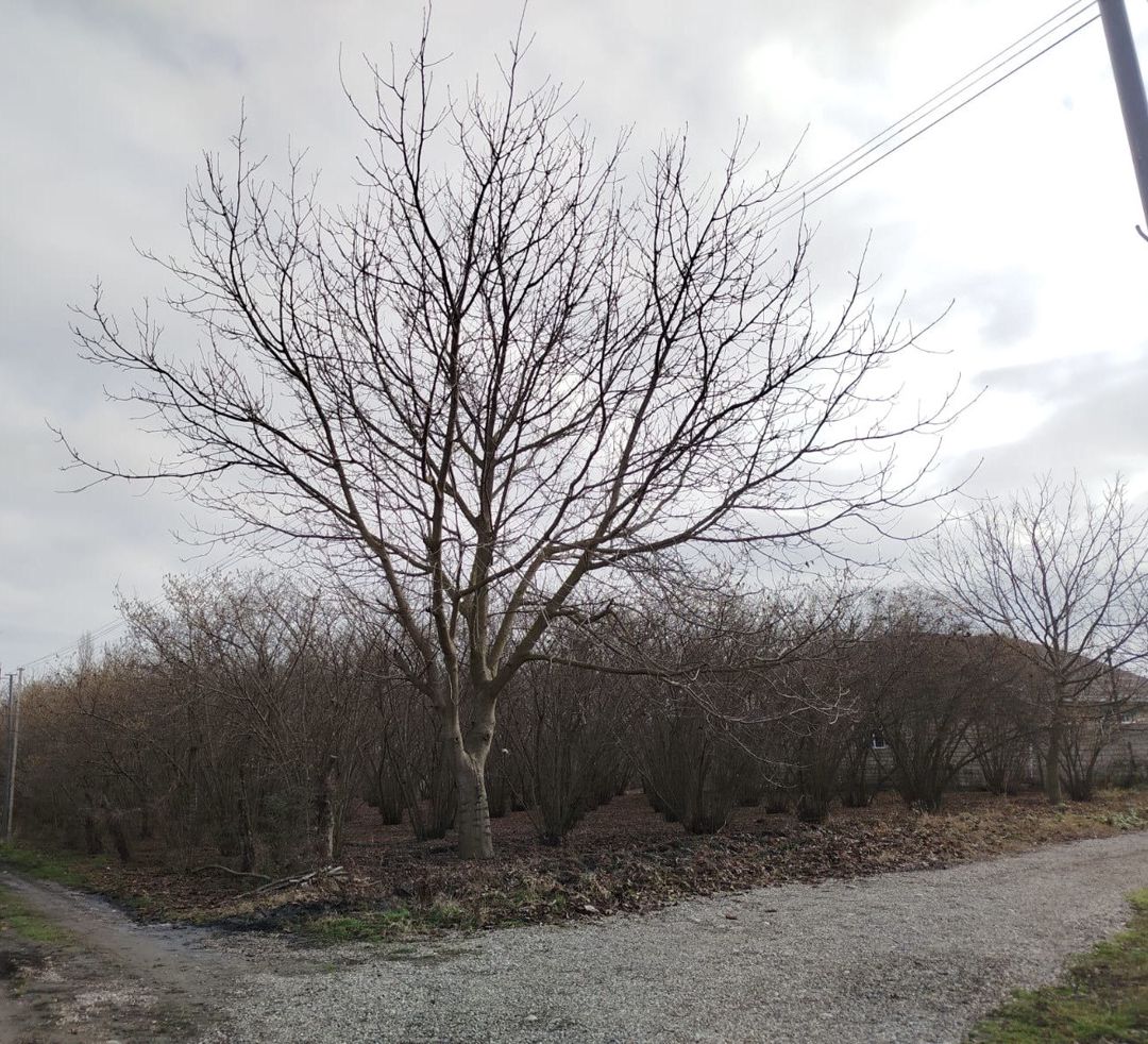 Satılır torpaq 28 sot — Torpaq, Xaçmaz (6)