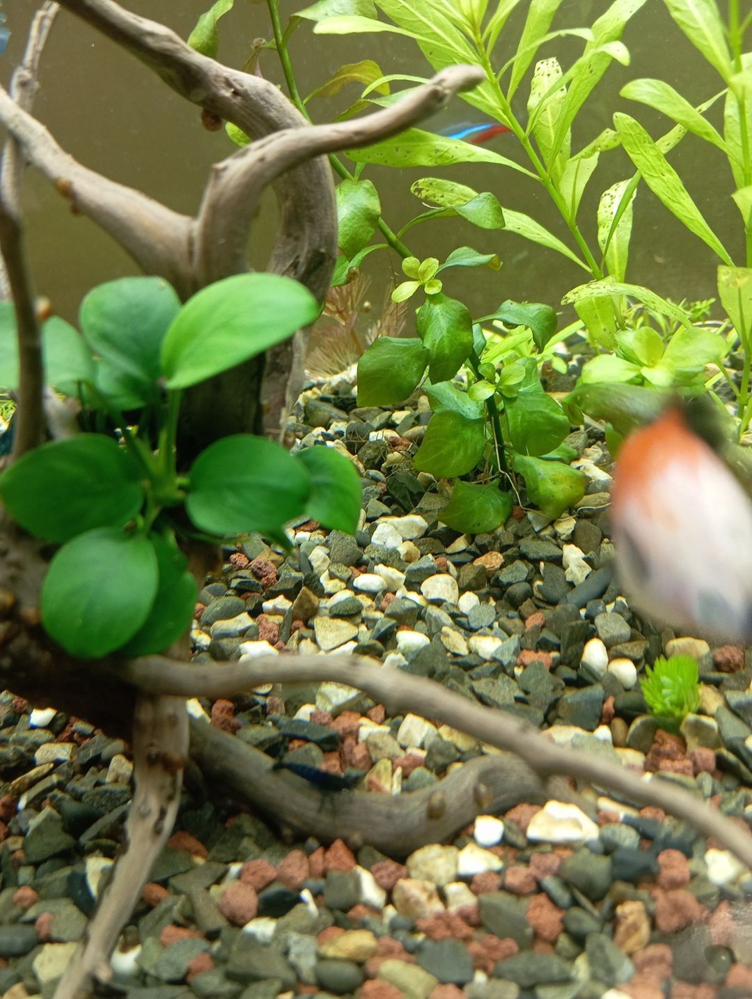 Bitkili akvarium — Akvariumlar və balıqlar, Bakı (3)