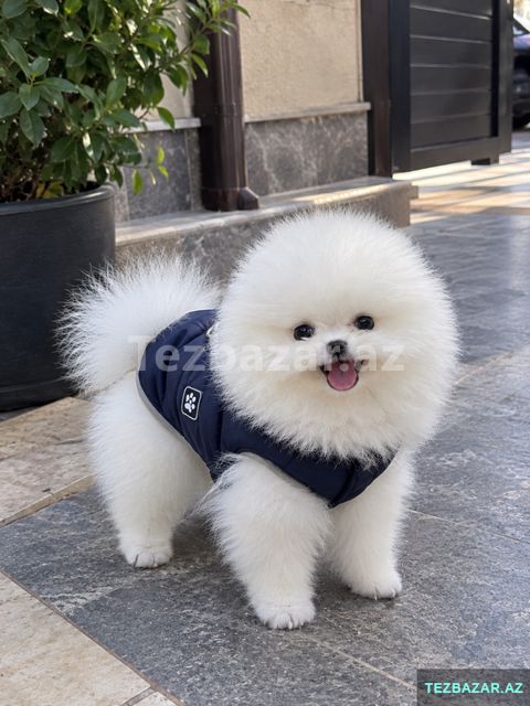 Pomerian Spitz misqa — 250 ₼ · Bakı · Digər Pomerian Spitz misqa — Bakı