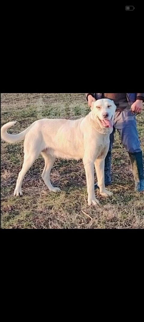 Alabay — 300 ₼ · Salyan · Köpəklər Alabay — Salyan