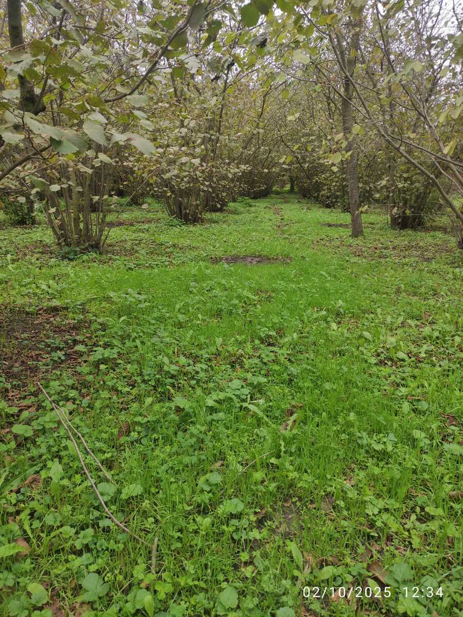 Satılır torpaq 28 sot — Torpaq, Xaçmaz (5)