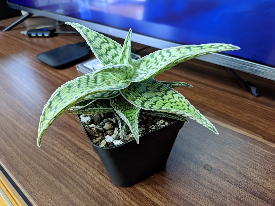 Ağ aloe — Bitkilər, Sumqayıt (3)