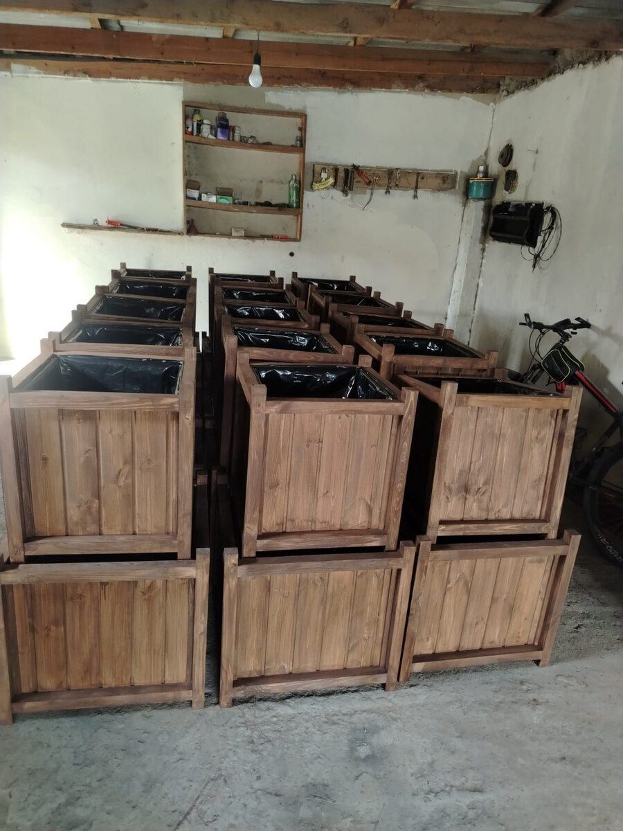 Dibçəklər — Bitkilər, Bakı (2)
