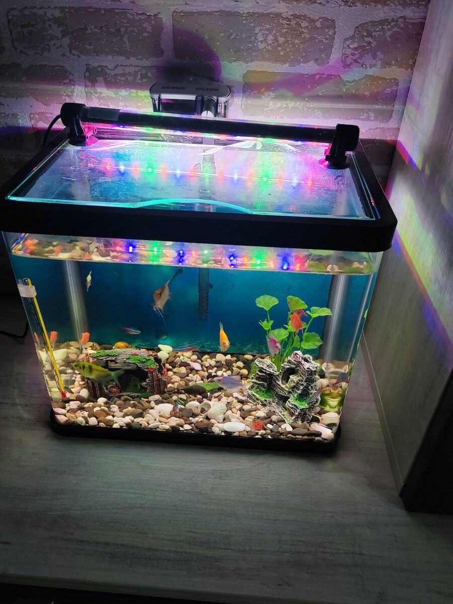 Akvarium 15 litr — Akvariumlar və balıqlar, Bakı (2)