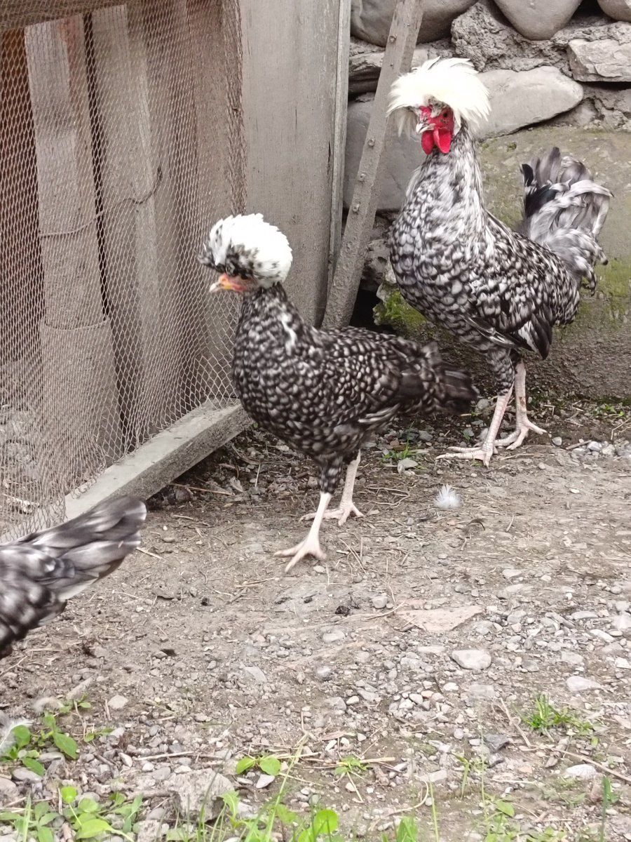 Toyuqlar — Quşlar, Şəki (8)