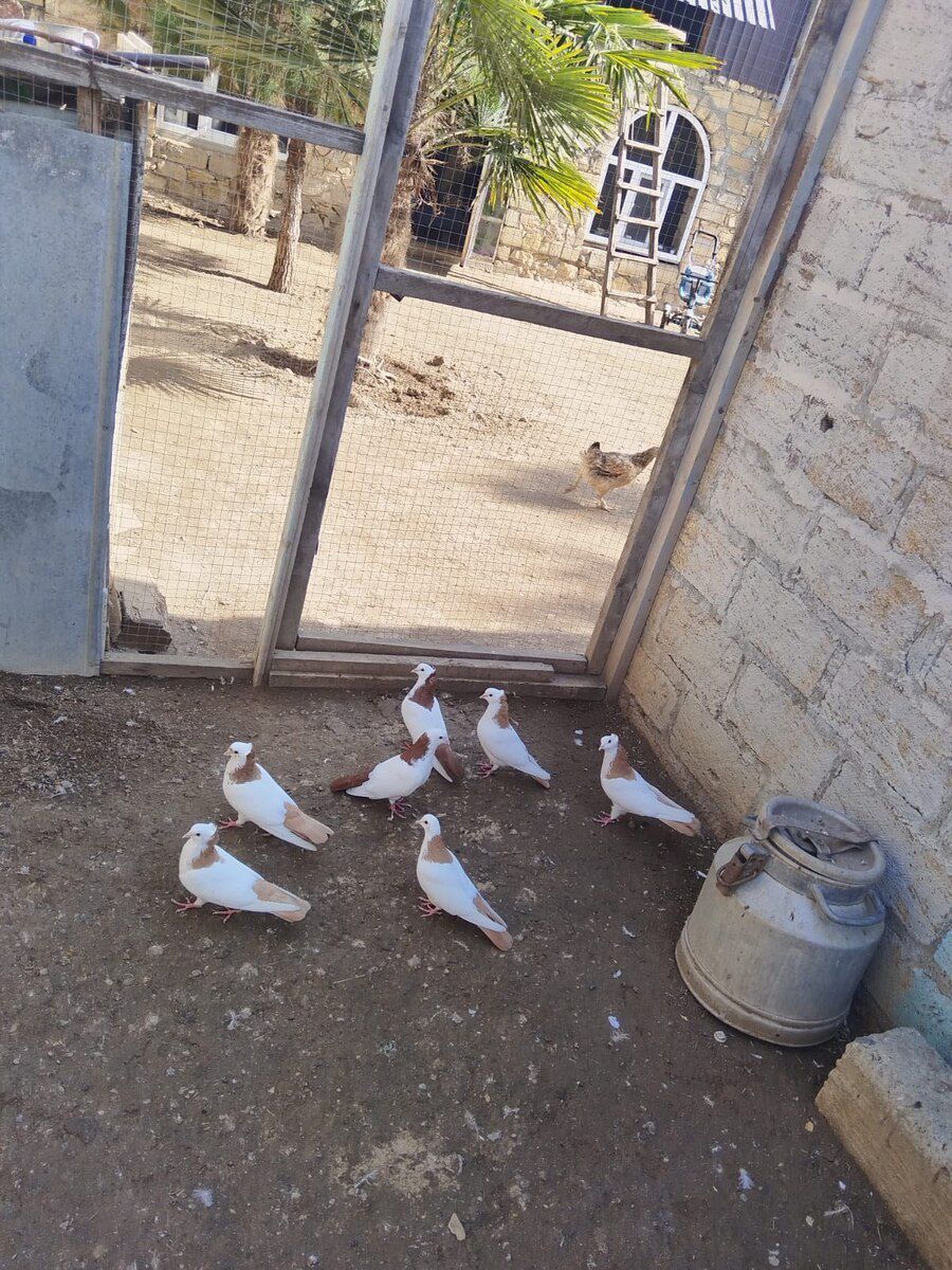 Göyərçinlər — Quşlar, Gəncə (2)