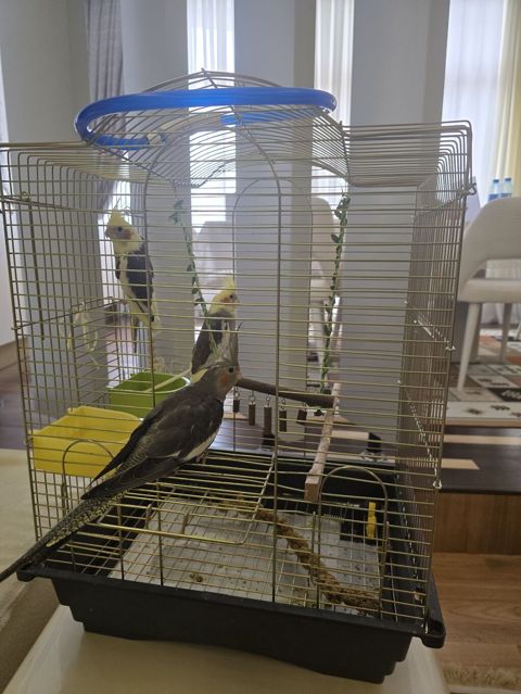 Növ: Nimfa tutuquşuları (cockatiel) – 3 ədəd Rənglər: sarı başlı — Bakı