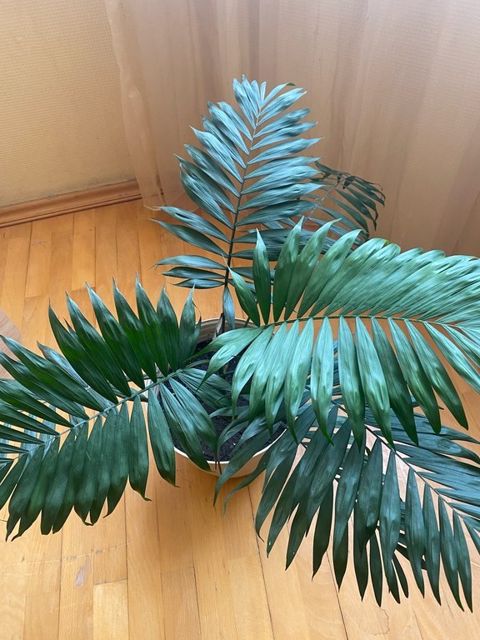 Parlor Palm - Chamedorea Elegans — Bakı