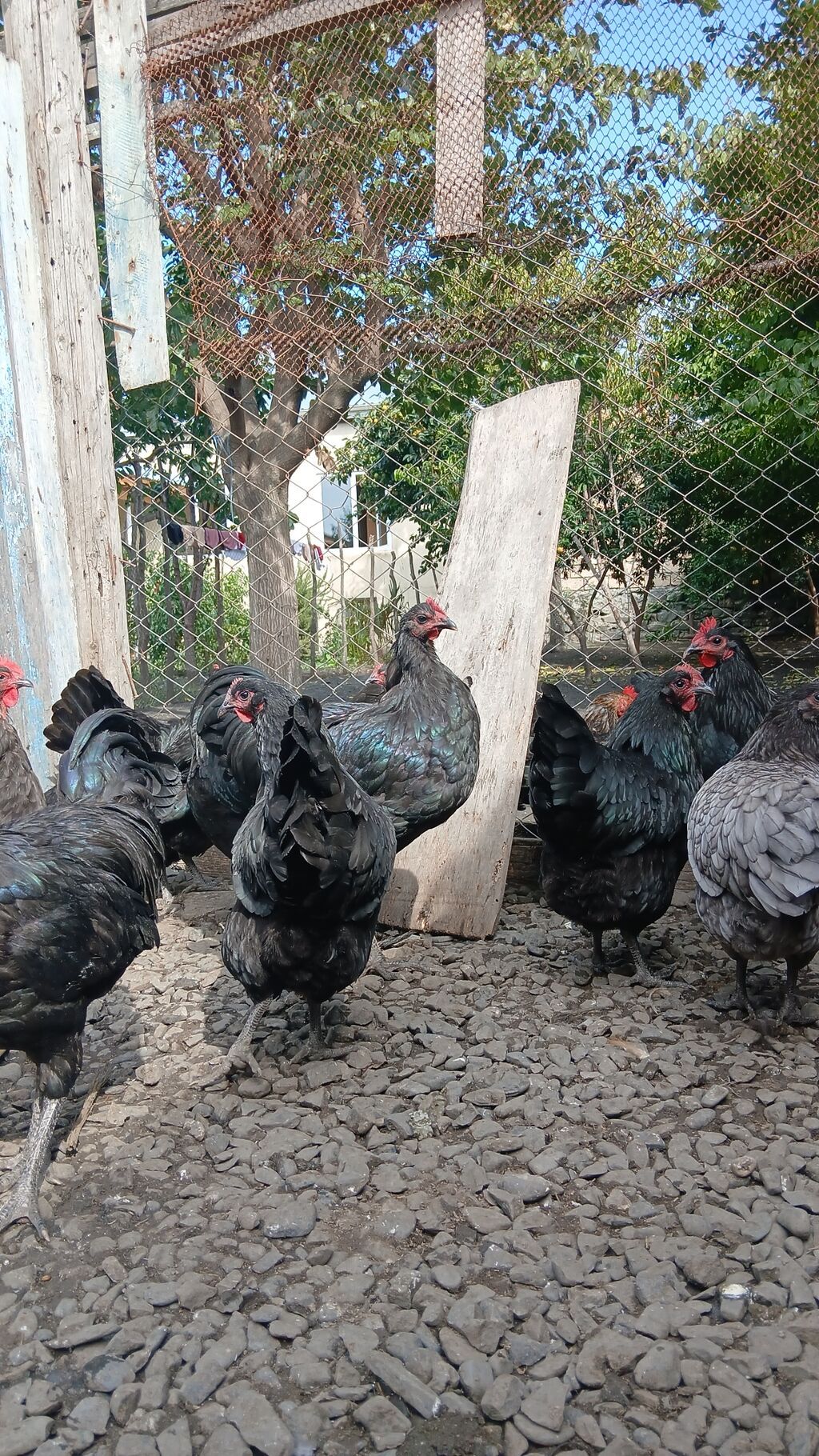 Toyuq, Australorp, Damazlıq — Toyuq və xoruz, Qax (5)