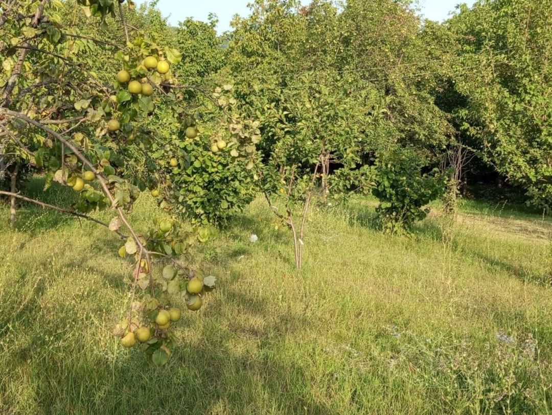 22 sot torpaq sahəsi, İsmayıllı r — Torpaq, İsmayıllı (2)