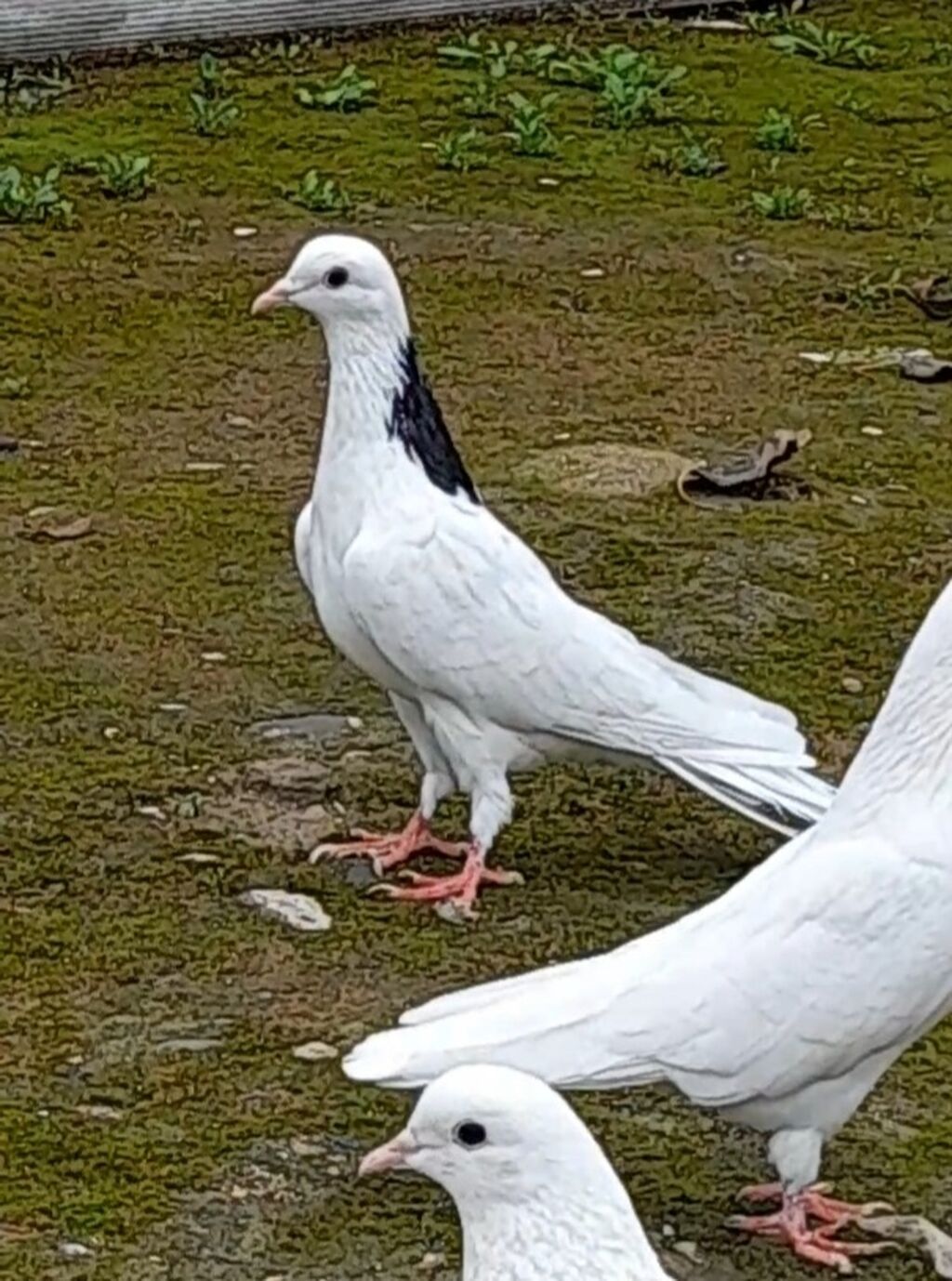 Tutulma erkey — Göyərçin, Bakı (4)