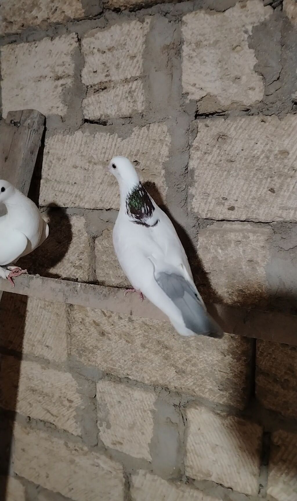 Tutulmadi satilir erkeydi vap akt — Göyərçin, Novxanı (2)