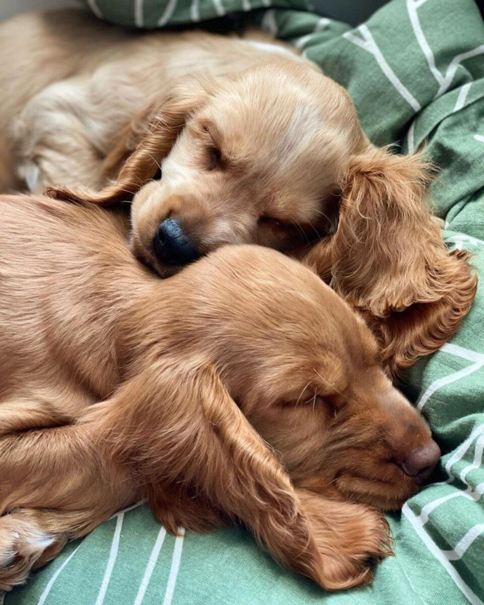 Koker spaniel — Köpəklər, Bakı (2)